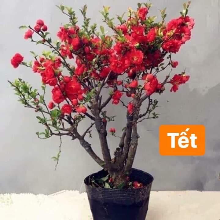 Chậu cây Mai Đỏ tứ quý Nhật bản bonsai mini