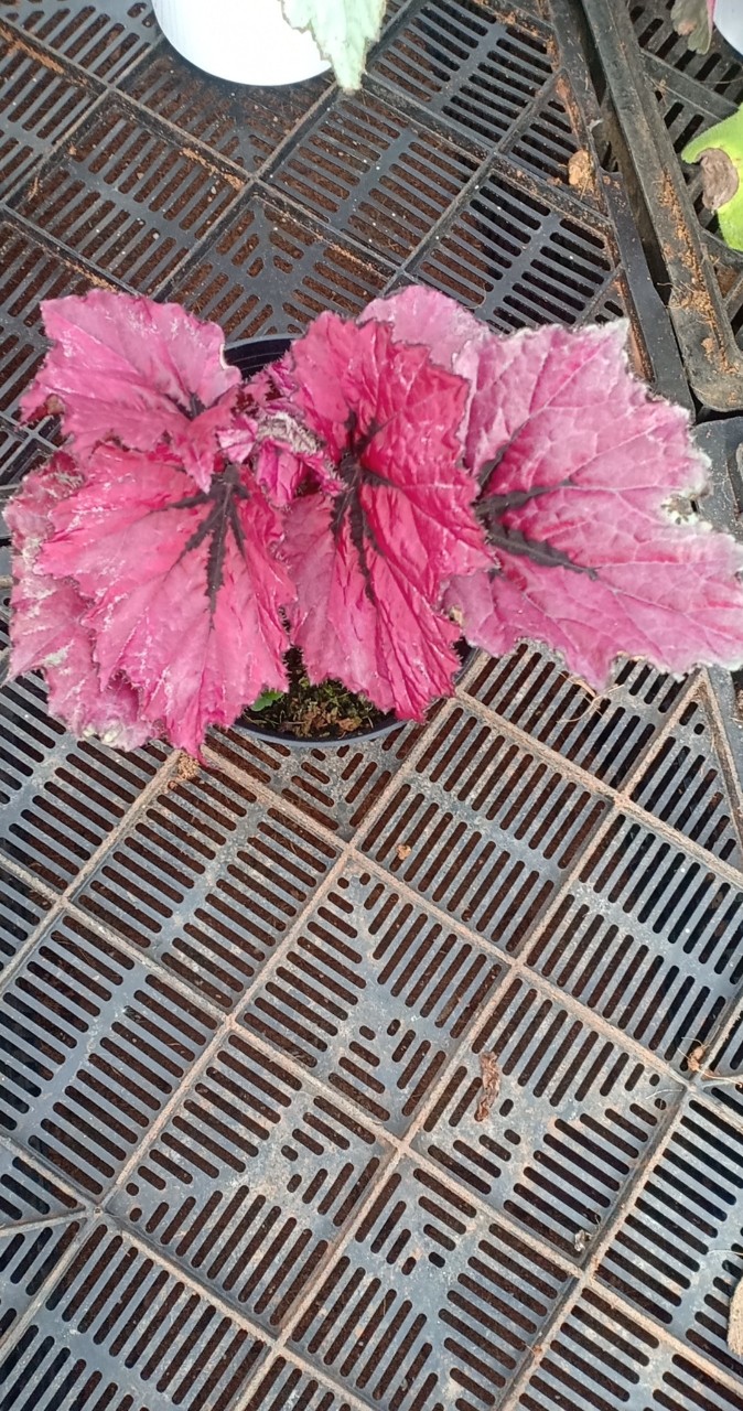 Thu Hải Đường -  Begonia 10 màu sắc