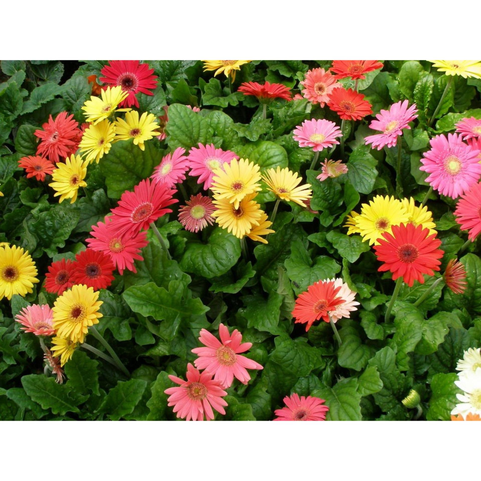 10 Hạt giống Đồng tiền mix (tặng Kích nẩy mầm, Hướng dẫn ươm)