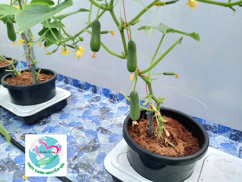 Hạt Giống Dưa Leo Chùm Baby Tự Thụ Phấn - Bịch 10 hạt