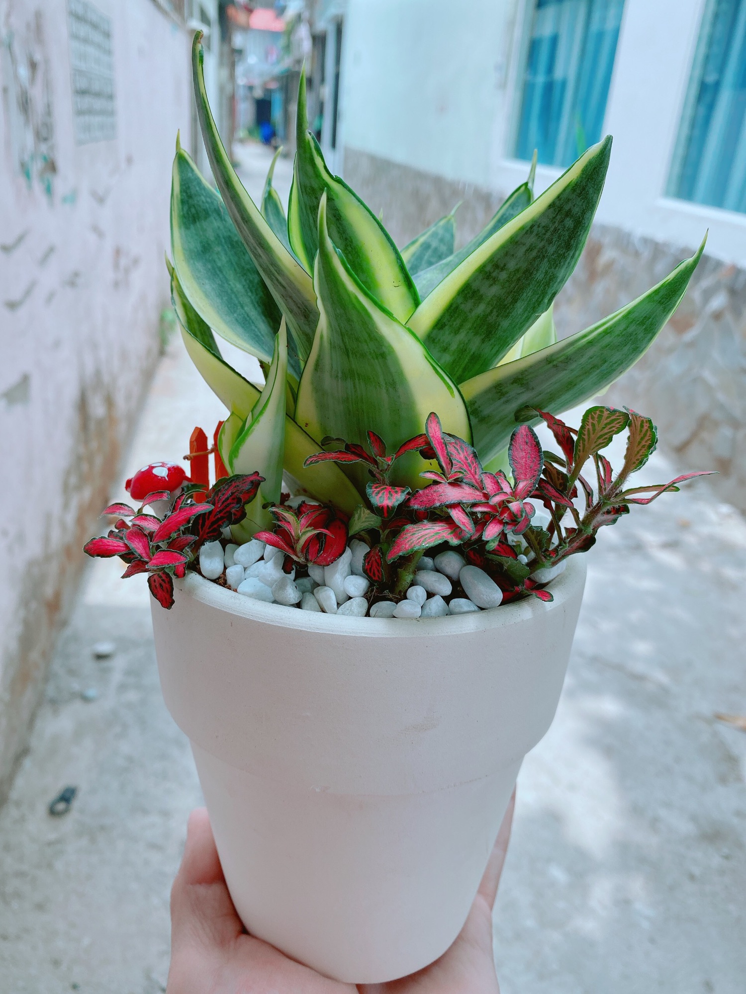 [HCM]Chậu lưỡi hổ thái kèm lá cẩm nhung