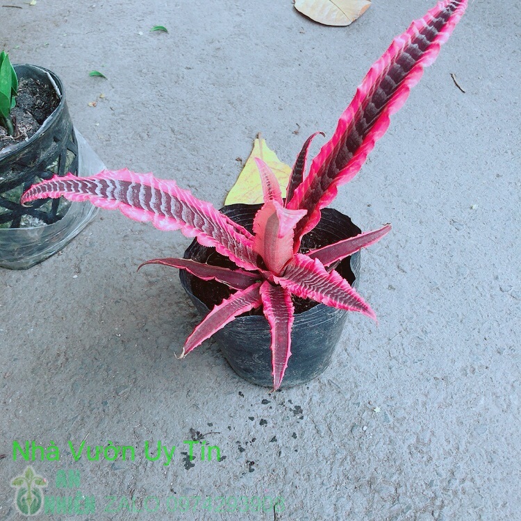 Cây dứa đuôi công