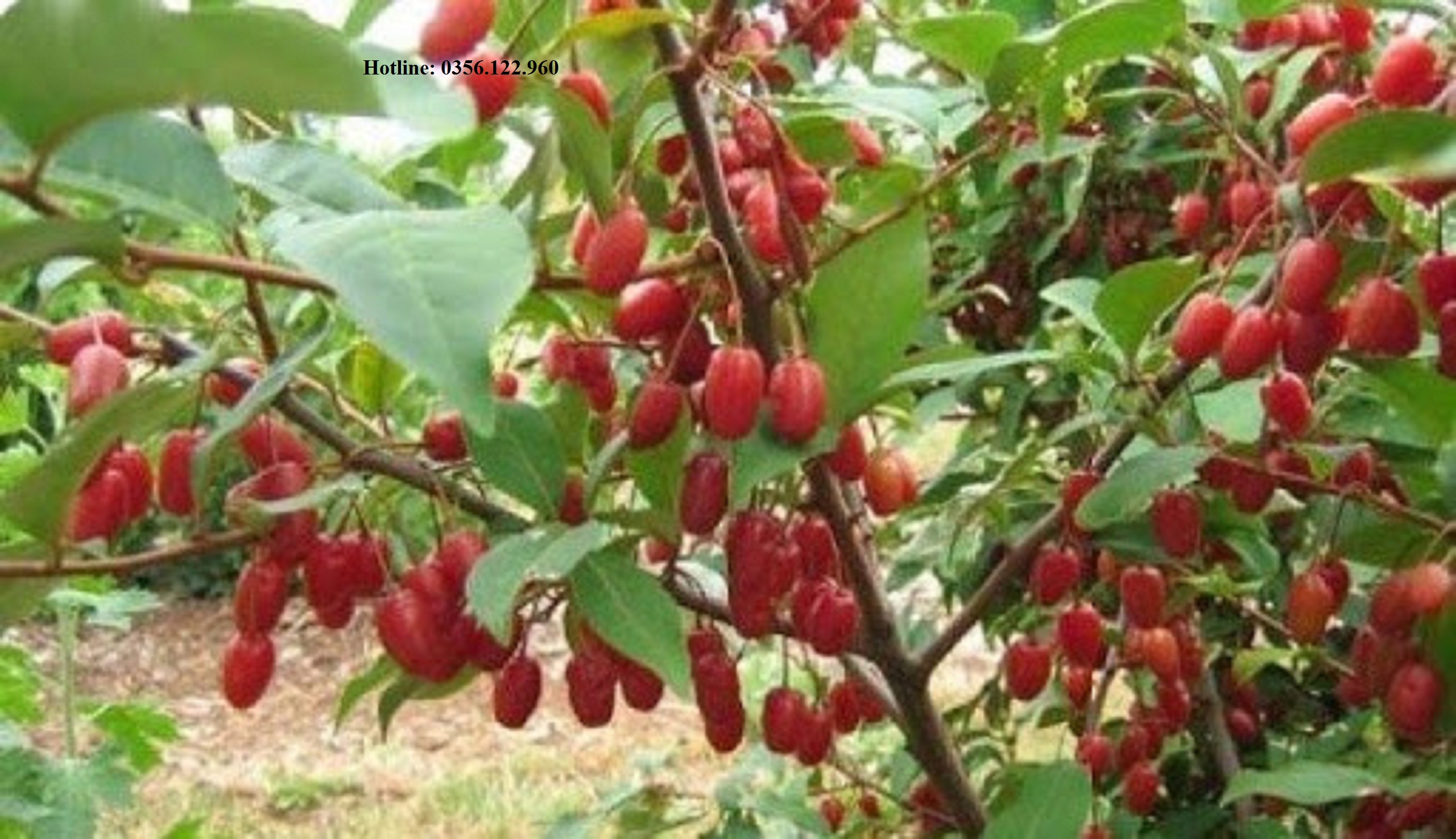 Cây nhót ngọt siêu trái mỹ