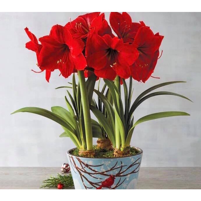 củ giống hoa huệ tây đỏ nội