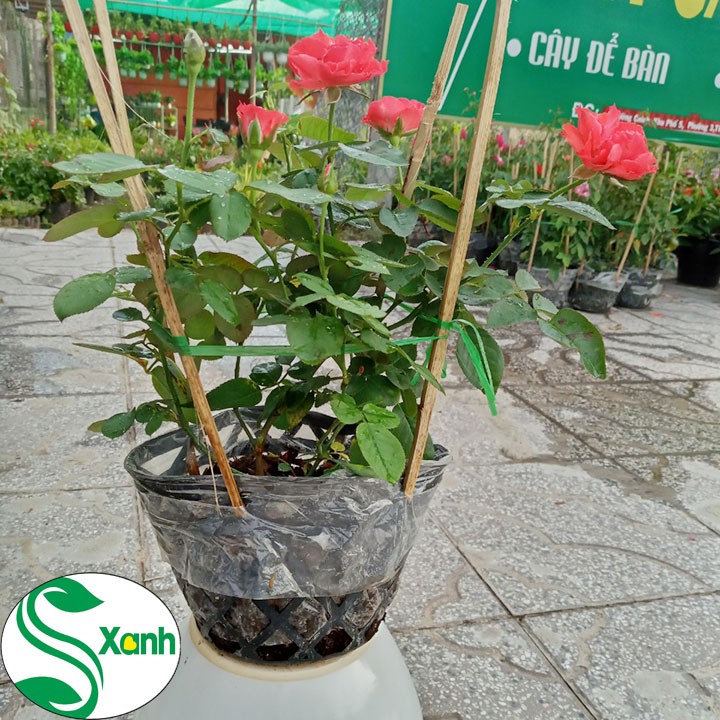 Hoa Hồng Lửa - CÂY GIỐNG CHUẨN F1