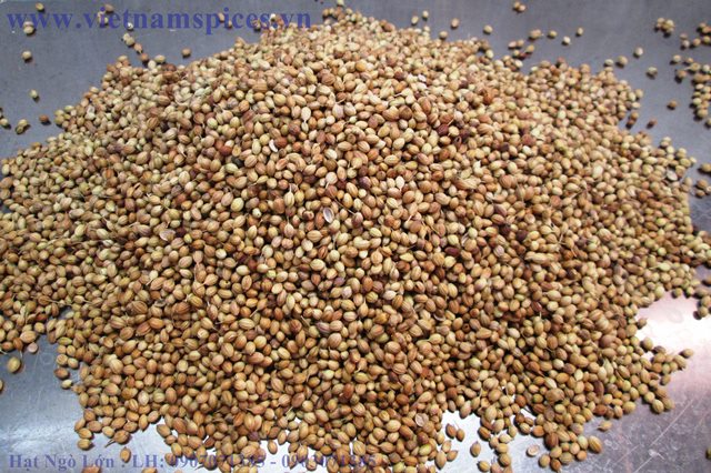 Hạt Ngò Lớn (Ngò Tây) Ngò Gai 200gram
