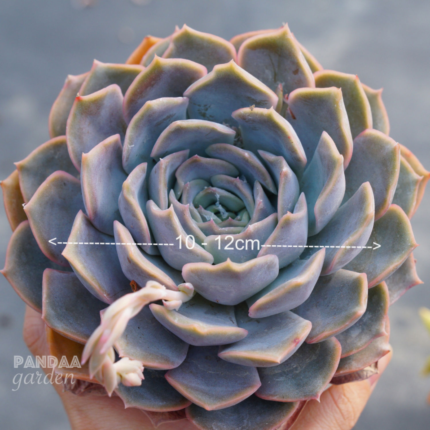 Sen đá đất hồng size trυng 10-12cm đài to lên màu đẹp, sen đá size trυng pandaa garden lỗi 1 đổi 1 thích nghi khí hậu