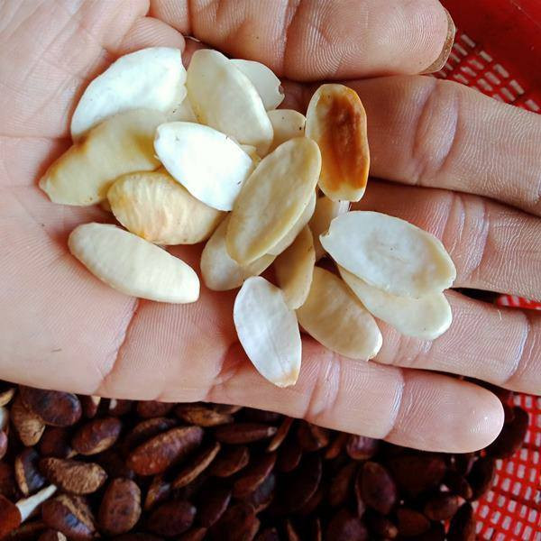 500G HẠT KƠ NIA ĐÃ TÁCH VỎ