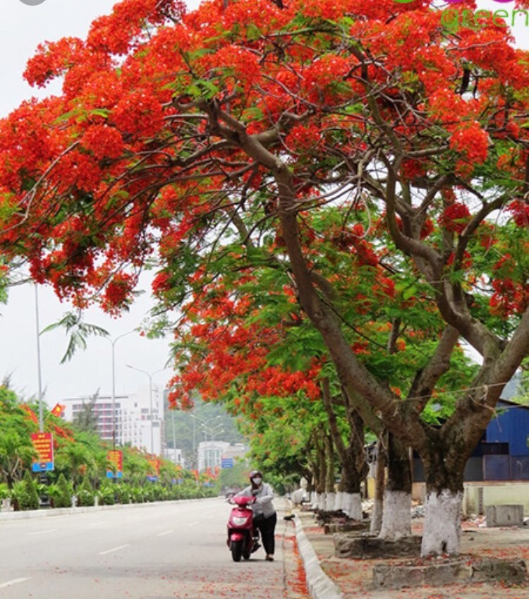 CÂY GIỐNG CÂY HOA PHƯỢNG ĐỎ ( HOA PHƯỢNG VỸ ĐỎ) SIÊU ĐẸP