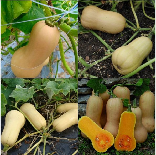 Hạt giống bí ngô mật butter F1 Đài Loan - gói 2gram