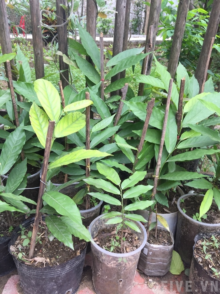 Cây HOA DẺ giống, hoa cực thơm