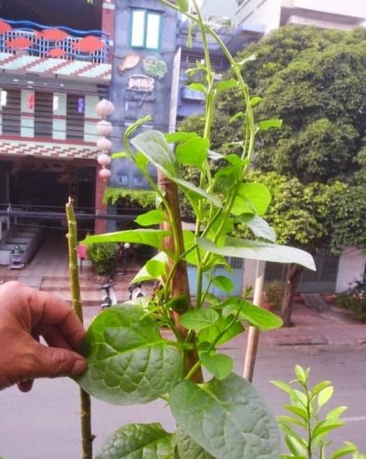 [HCM]Hạt giống mồng tơi dây leo