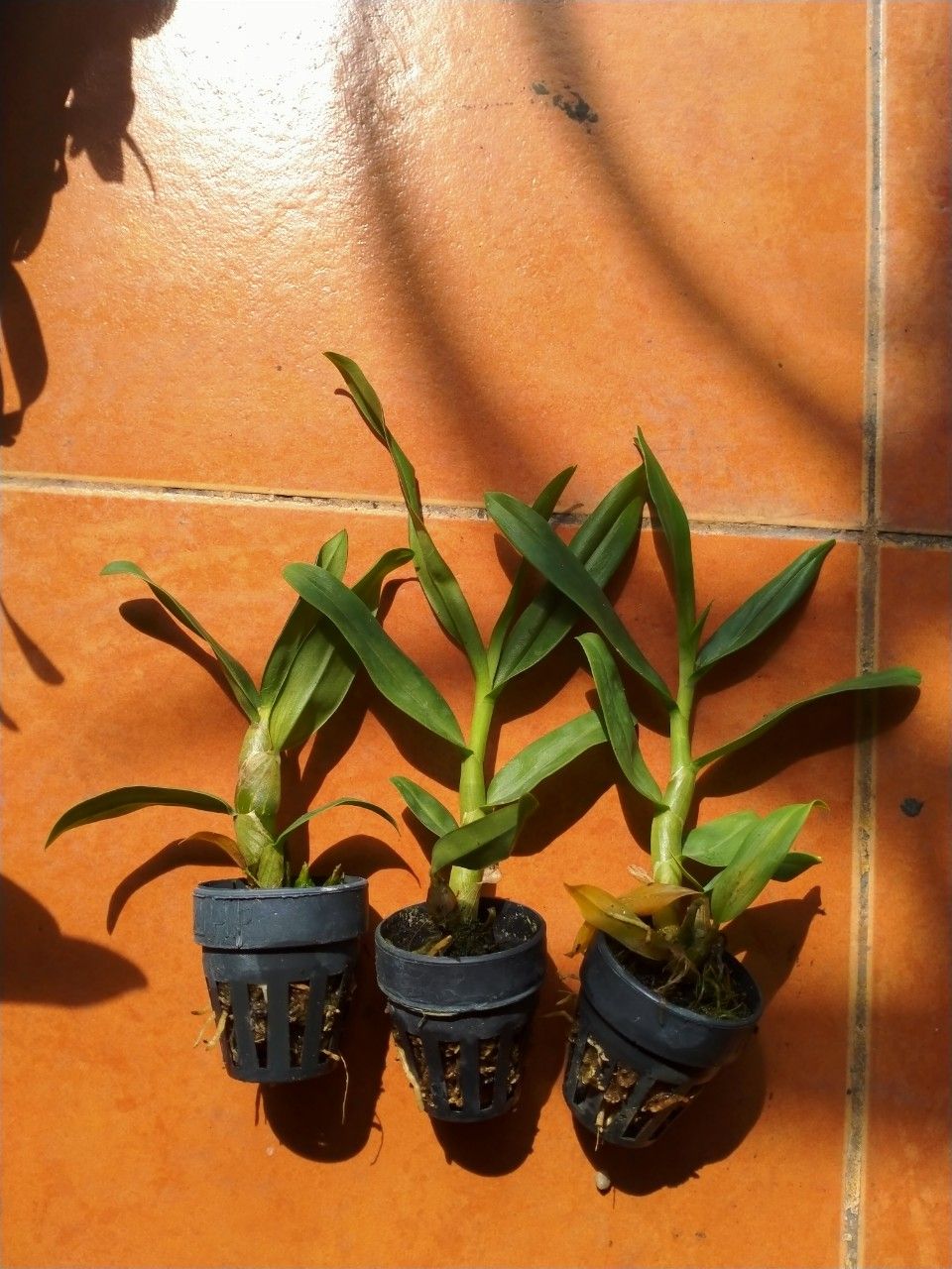 Lan Đuôi Công& mùa xuân cây giống