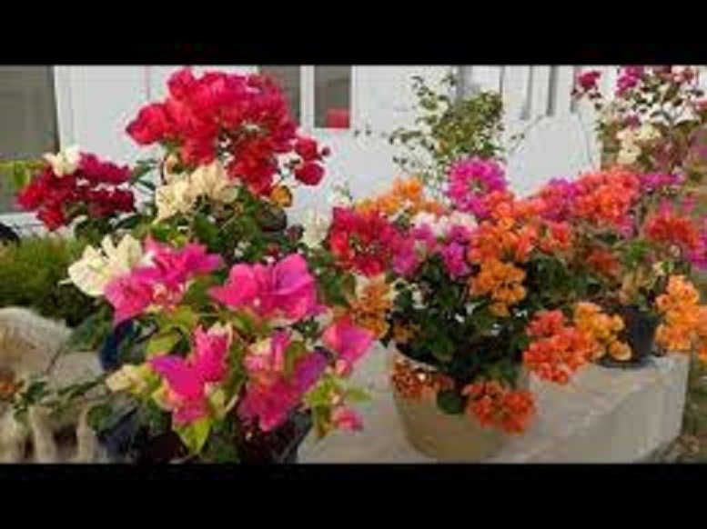 HOA GIẤY ĐỦ MÀU - BẦU NHỎ CÂY ĐẸP