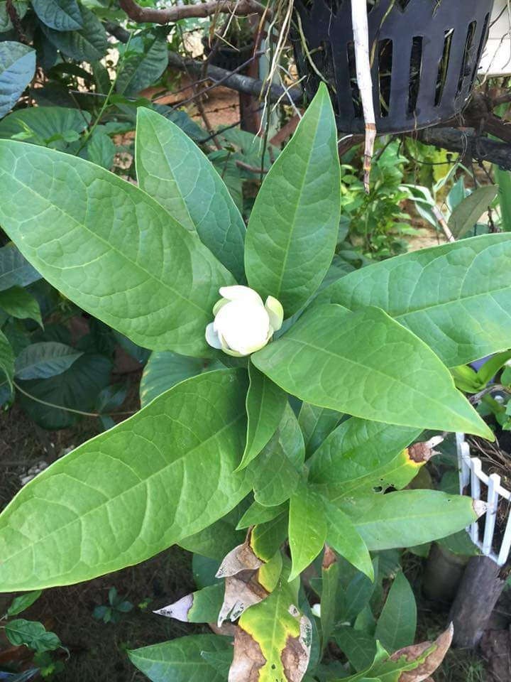 BÀU CÂY GIỐNG HOA DẠ HỢP (DẠ HỢP HƯƠNG)