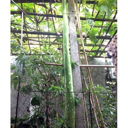 Hạt giống bầu sao quê dài - 1 gói 10 hạt
