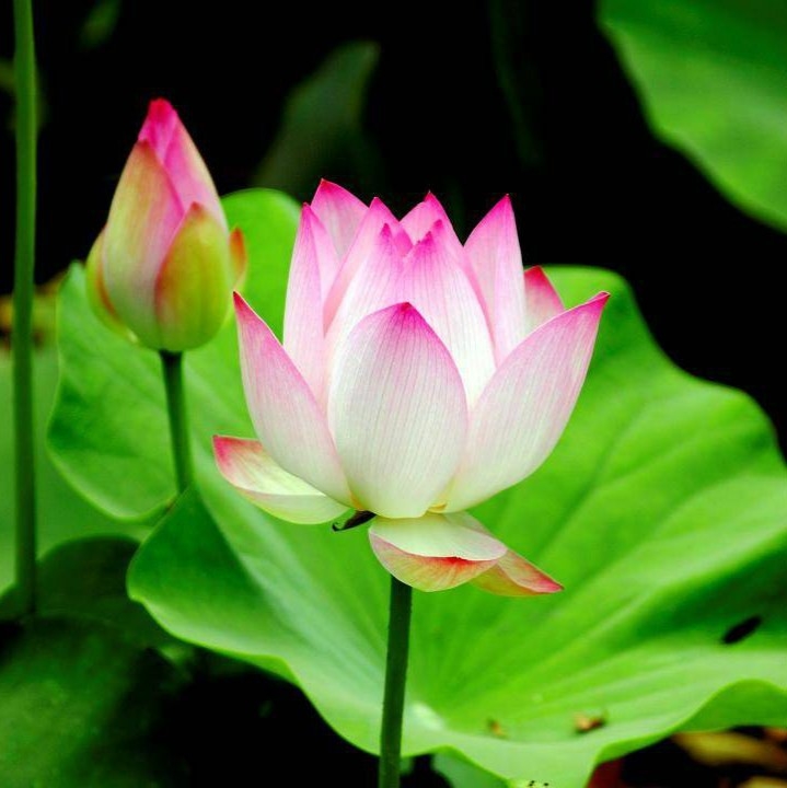 Hạt giống hoa sen ta quê hương - 10 hạt