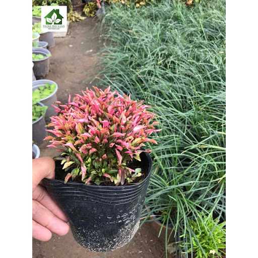 Cây Kỉ Đỏ - cây cảnh mini - cây cảnh để bàn - caykiengsadec