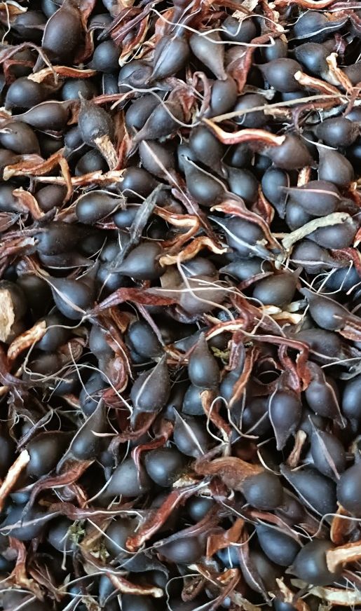 Hạt giống cây gió bầu trầm hương