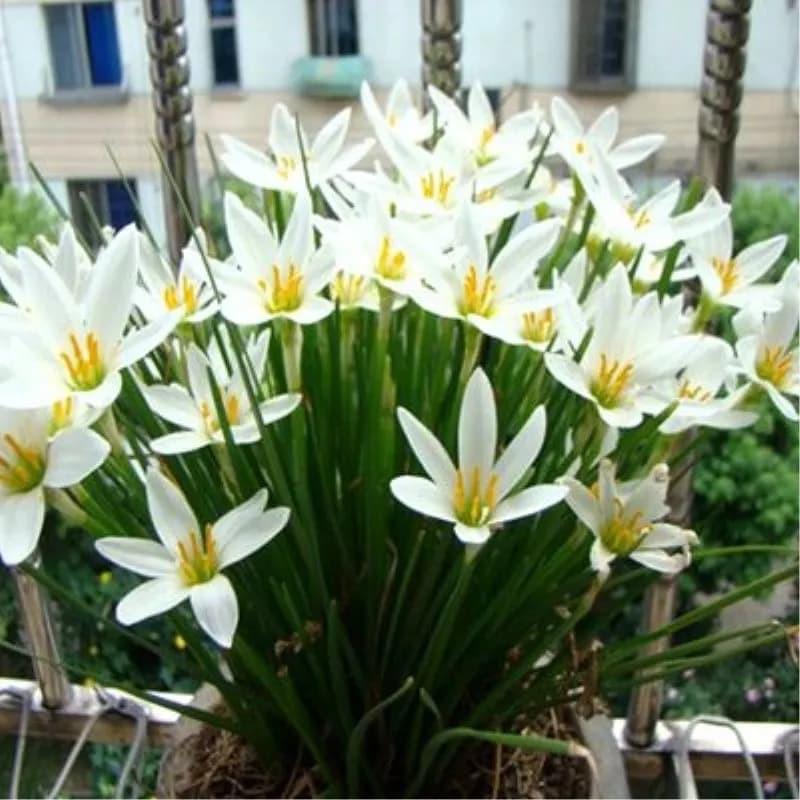 1 bầu 5 cây tóc tiên trắng - Số lượng có hạn