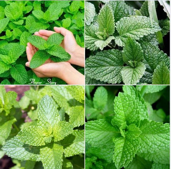 Hạt giống cây Bạc Hà Âu - gói 100 hạt