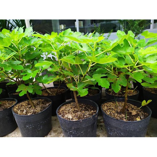 Cây Sung Mỹ siêu trái + (500g) phân thỏ hữu cơ