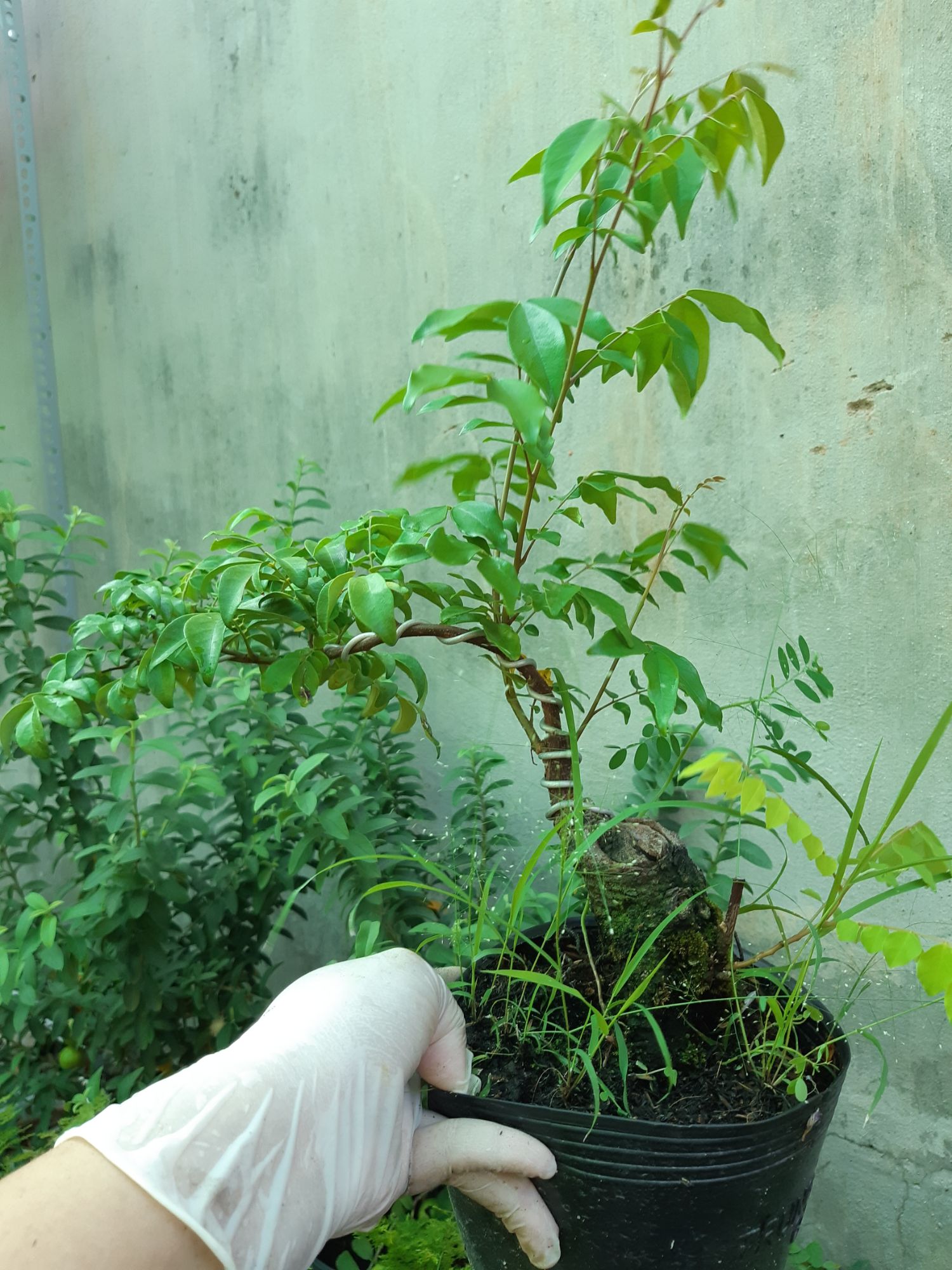 cây khế bonsai mini