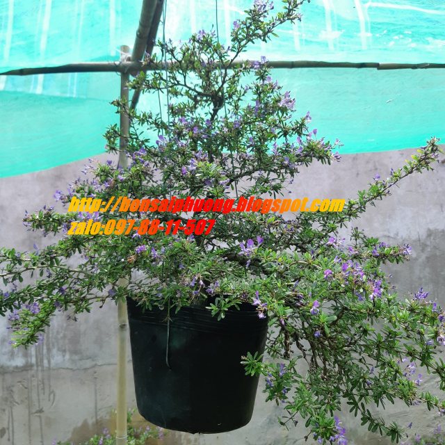 linh sam bonsai dáng đẹp