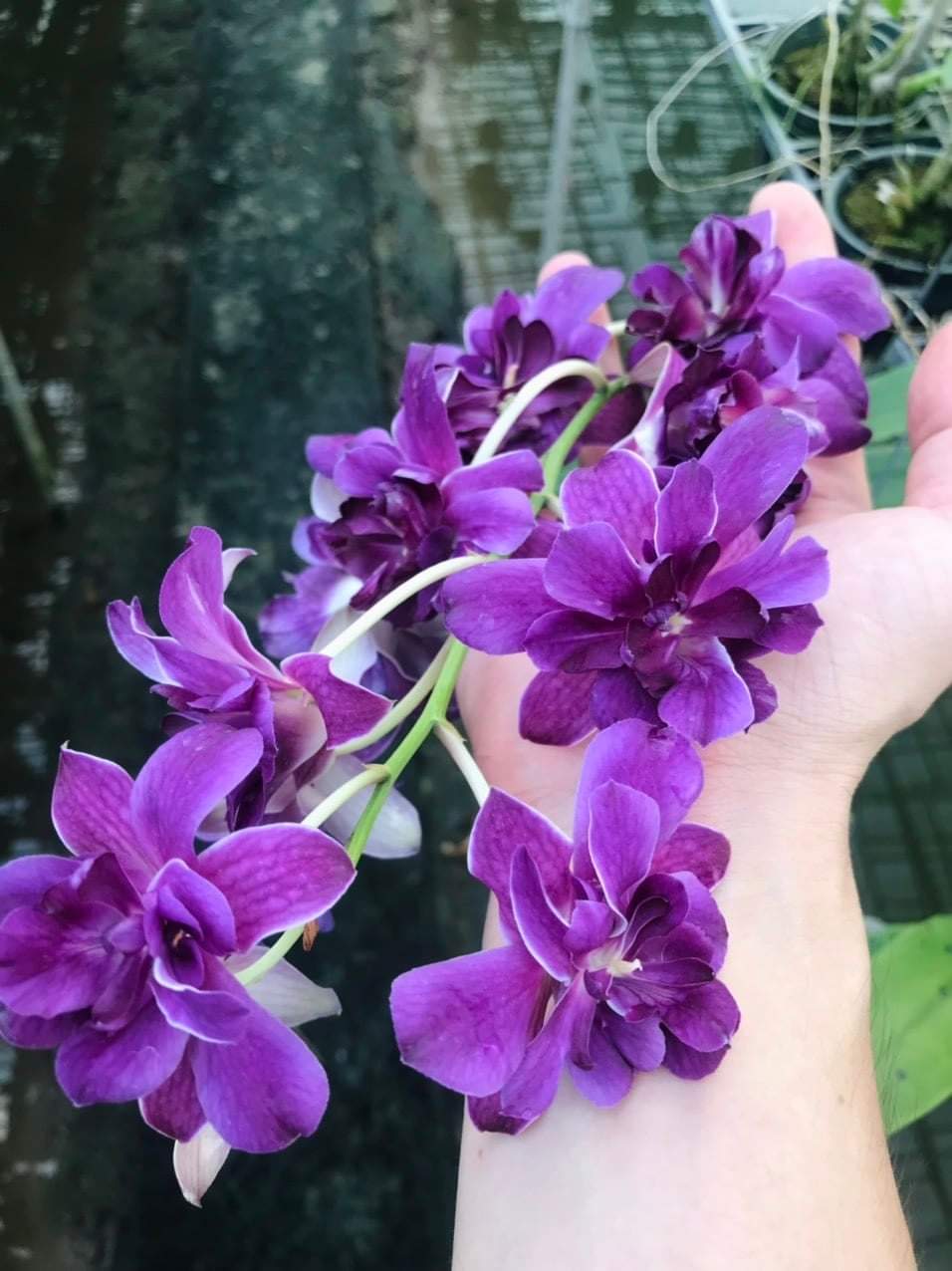 HOA LAN DENRO HOA HỒNG BLUE