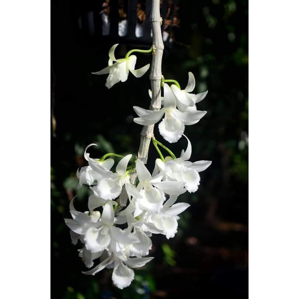 HOA LAN Nữ Hoàng Tuyết ( den.nester alba) cam kết chất lượng