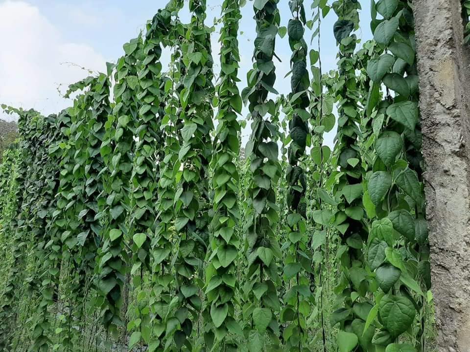Combo of 10 forest ginseng plants (feather ginseng) sowing