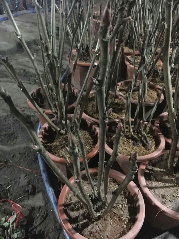 Giống hoa mẫu đơn kép