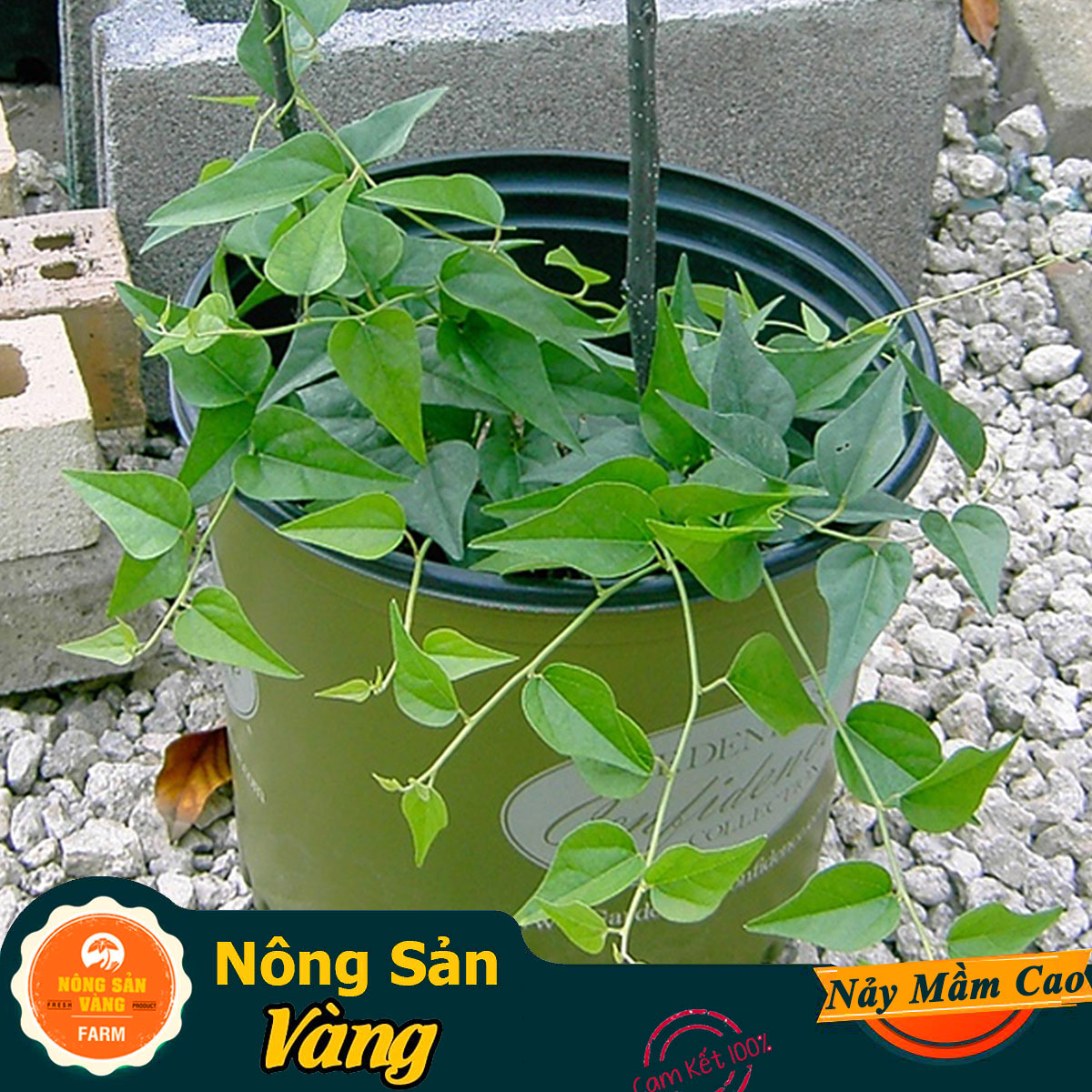 Hạt giống Lá Sương Sâm Lông Rừng, Thân Leo, Lá Có Lông Tơ Nhỏ, Thân Sống Nhiều Năm (Gói 20 Hạt) - Nông Sản Vàng