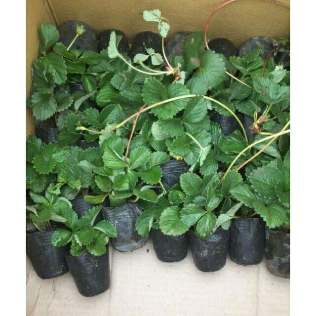 combo 6 cây giống dâu tây loại ngọt (hana/lùn)