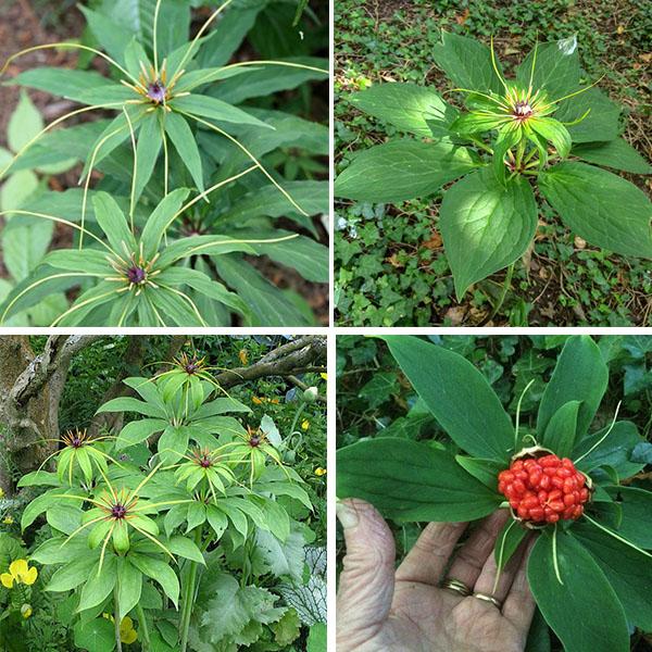 [3 packs] - paris polyphylla