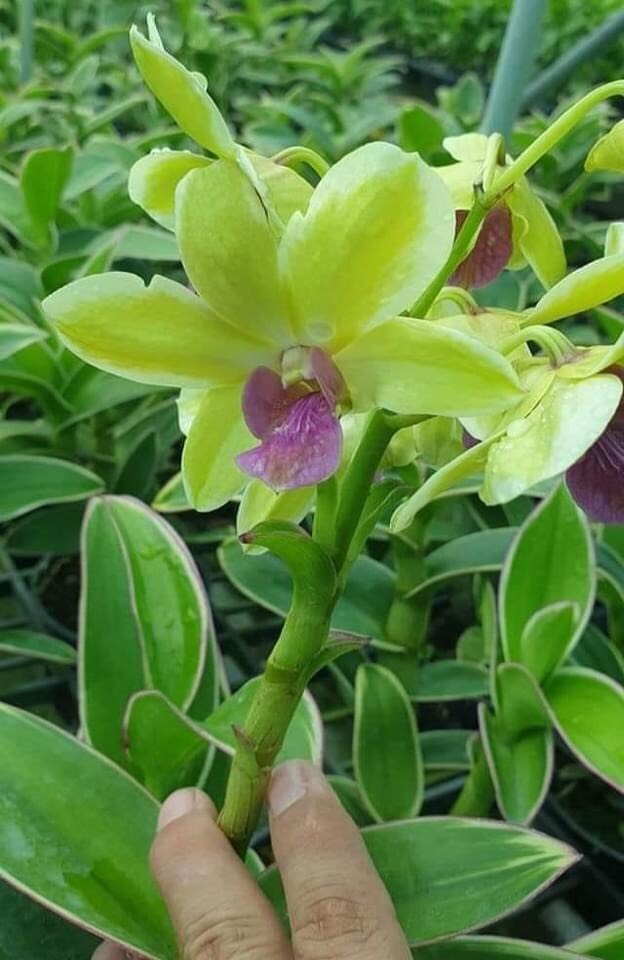 Denro đột biến Thongchai gold cây giống
