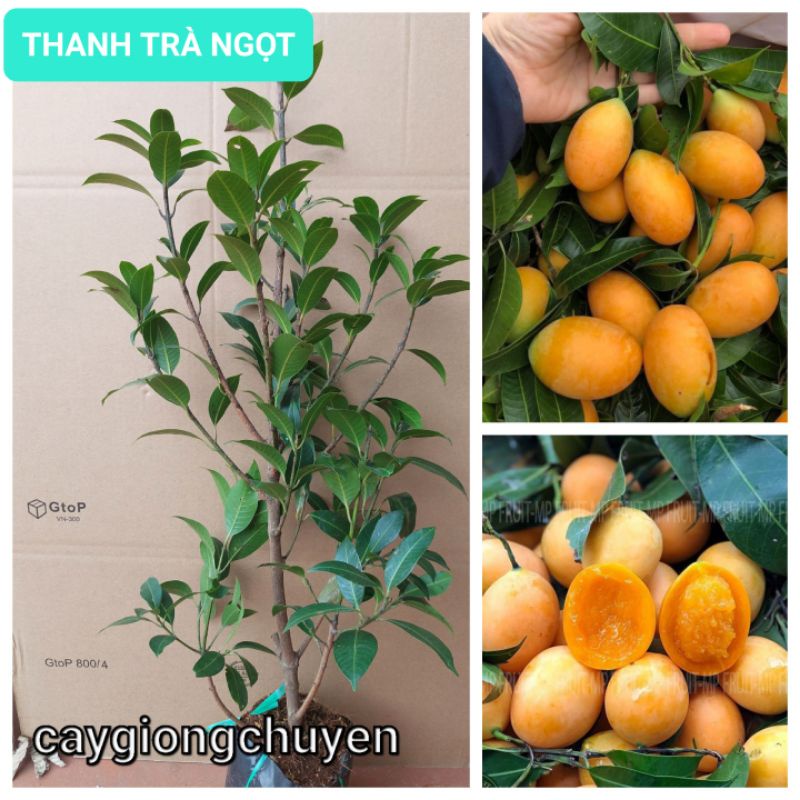 Cây thanh trà triết cho quả sau 6 tháng