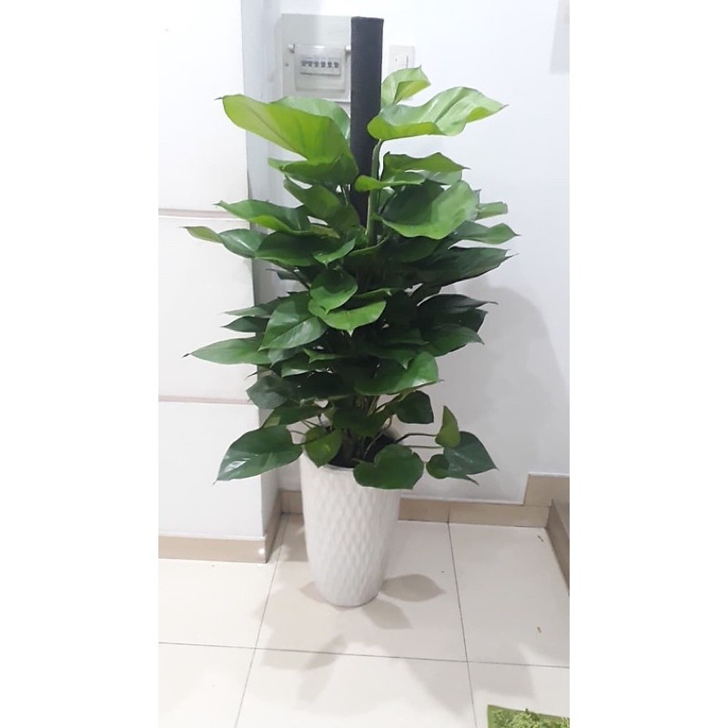 Cây trầu bà leo..........