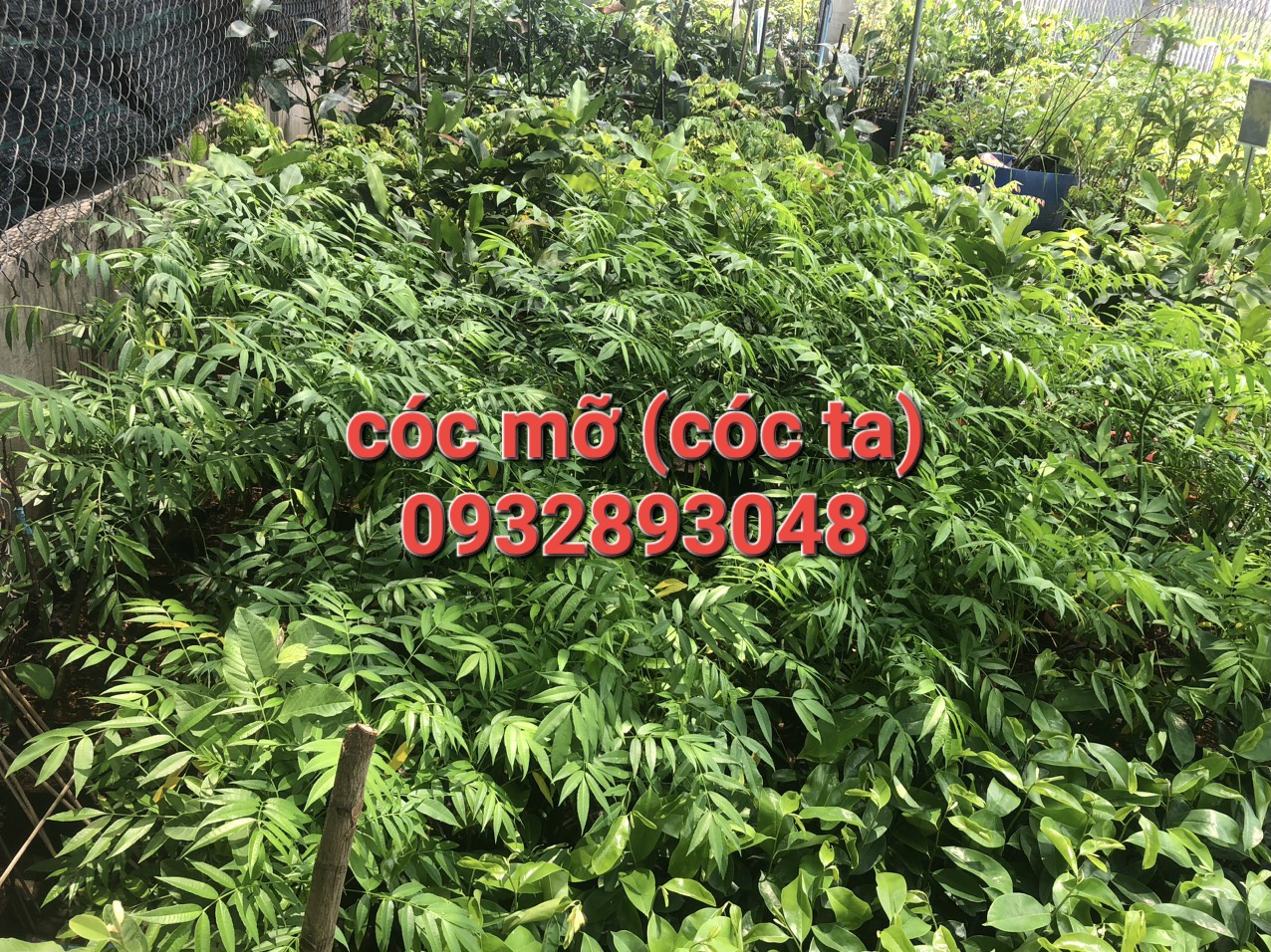 CÂY GIỐNG CÓC MỠ(CÓC TA,CÓC TRÁI TO).Cây cao trung bình 50cm 100cm