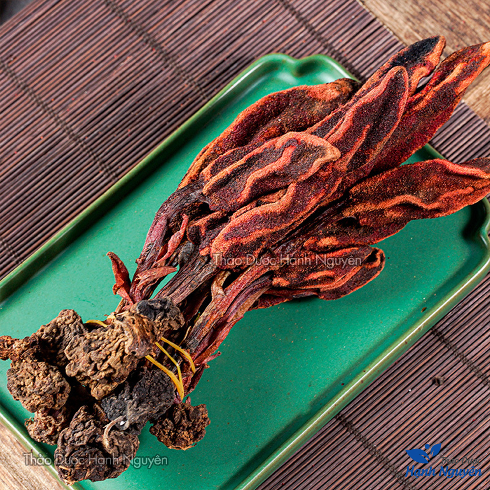 Nấm ngọc cẩu 500g, khô, nguyên búp, hỗ trợ bổ thận tráng dương, tăng cường sinh lý nam, mạnh gân cốt