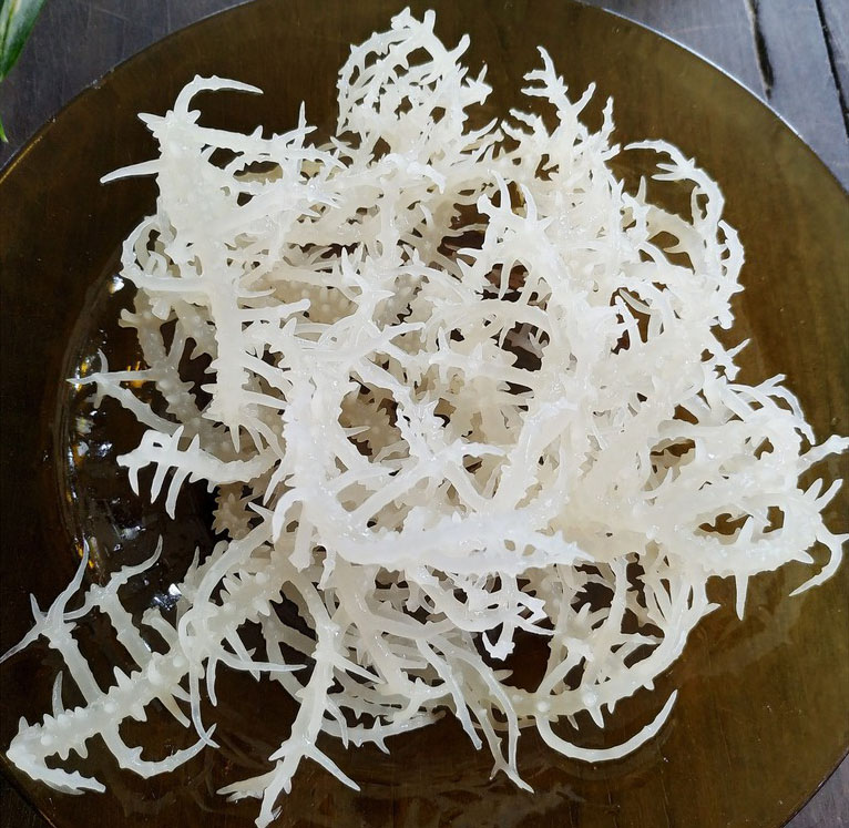 Rong Sụn Trắng Khô 1000 gram ( Rong Biển, Rong Sụn Gai )