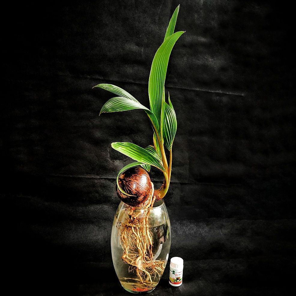 Dừa bonsai thủy canh