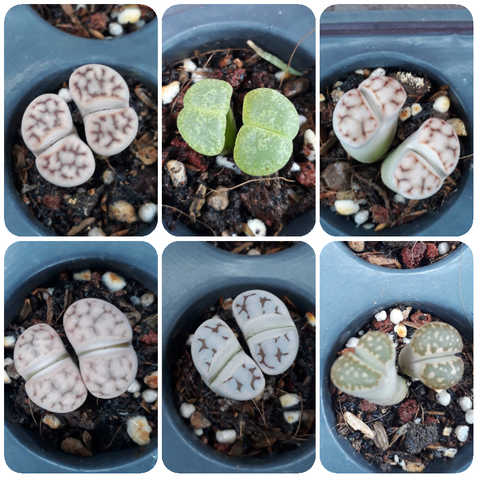 Sen Mông Đôi Ngẫu Nhiên Nhiều Màu 2-3.5cm(Sen Mông/Lithops/Thạch Lan)