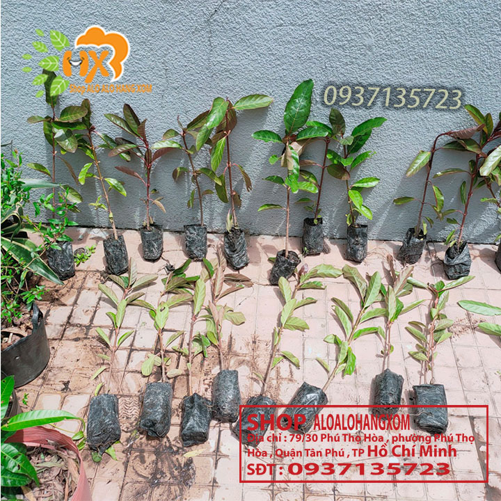 [HCM]COMBO 5 CÂY GÁO  VÀNG -CÂY GIỐNG