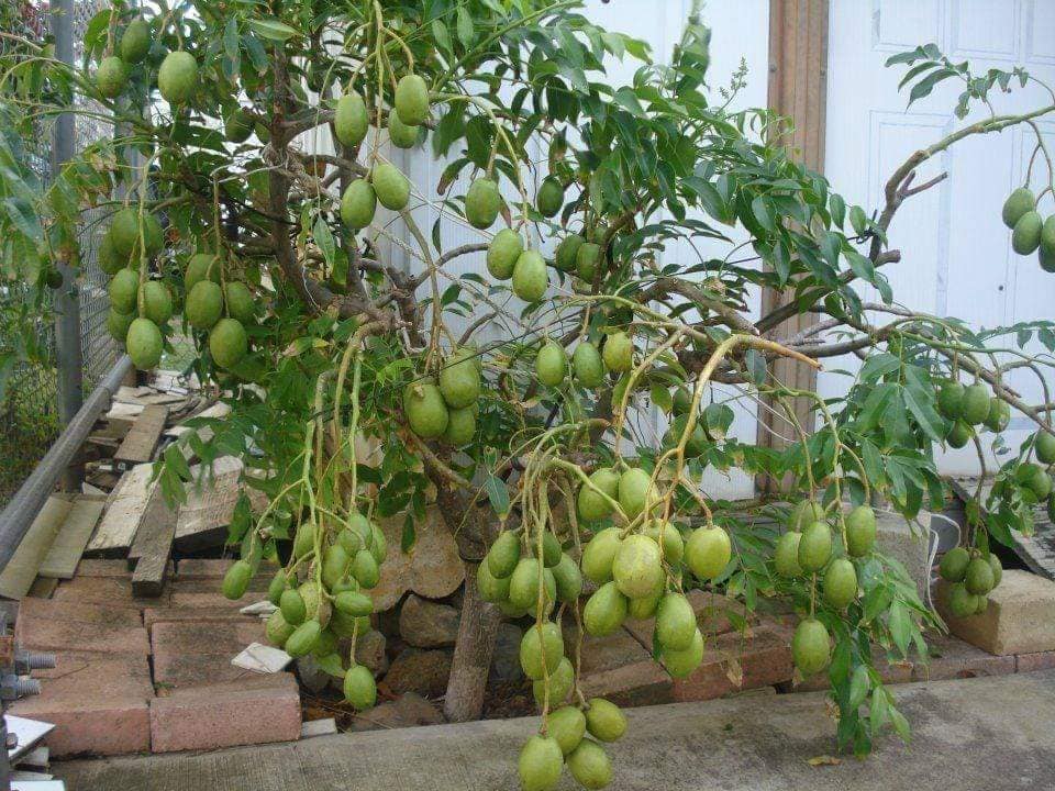 CÂY CÓC THÁI ĐANG HOA TRỒNG CHẬU