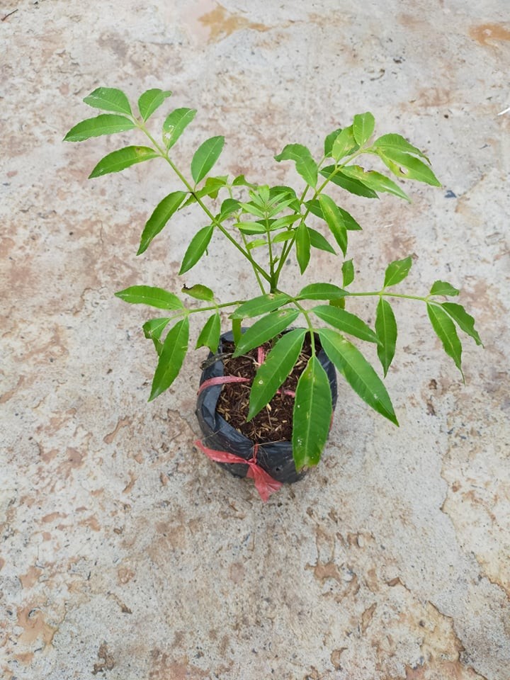 cây cóc bao tử thái lan