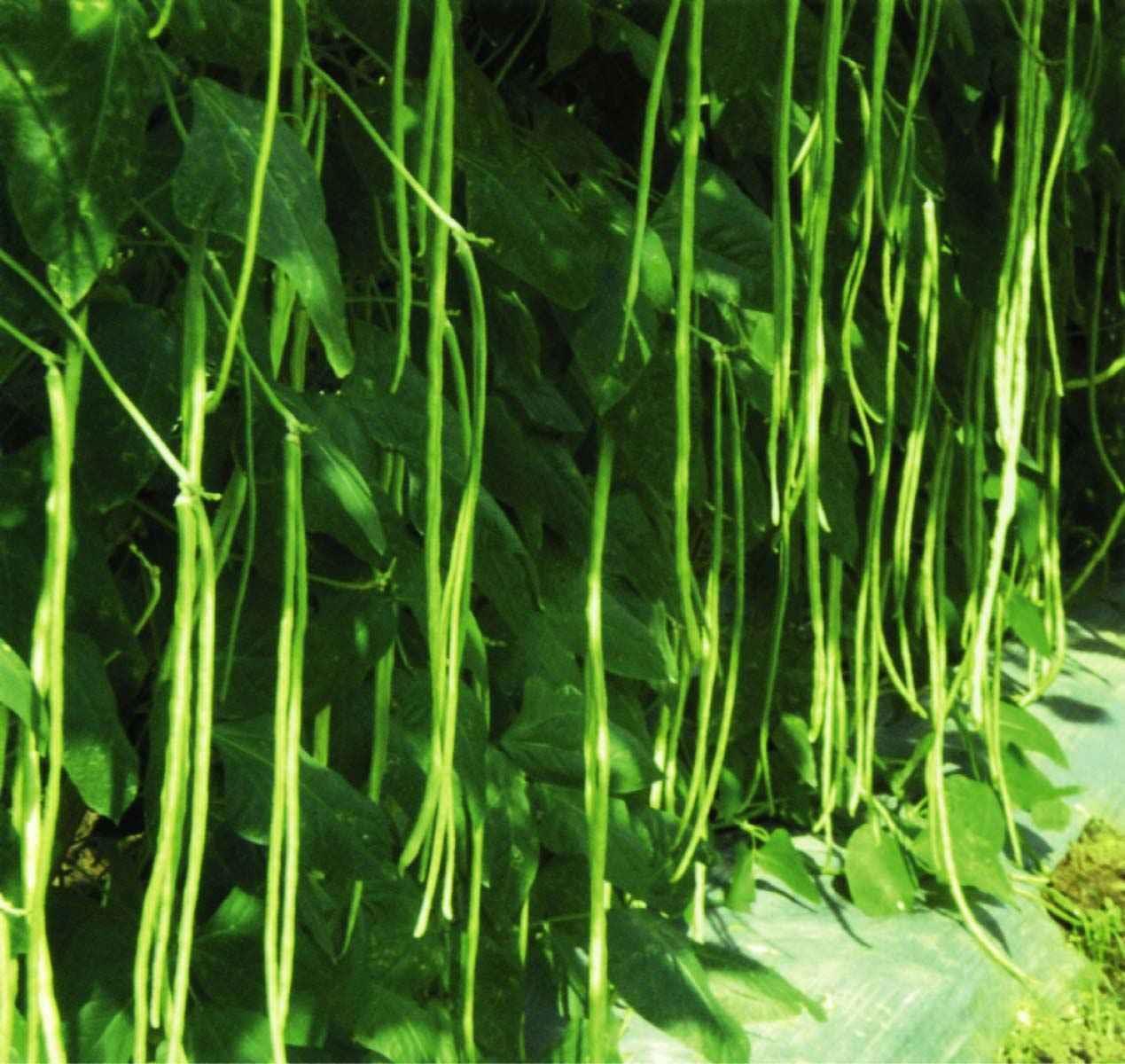 Hạt giống Đậu đũa xanh hạt đậu