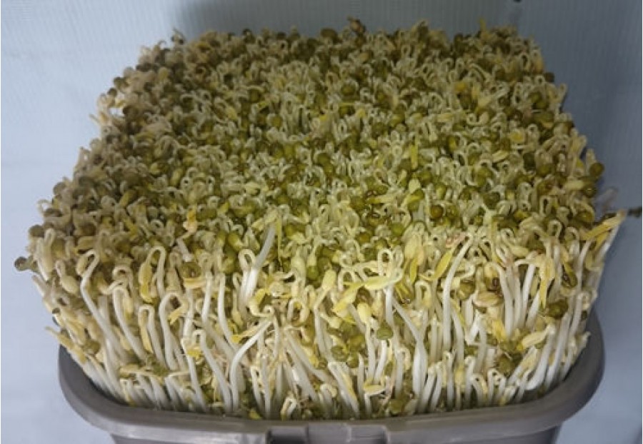 "Gói 100Gr Hạt " Hạt giống mầm đậu xanh ( mầm giá )