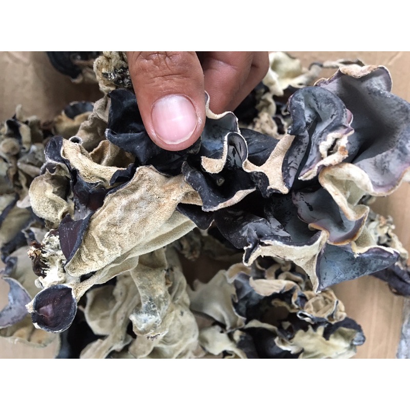 nấm mèo / mộc nhỉ giá rẻ 100gr