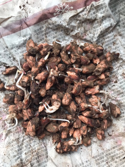 Củ hoa bướm đêm (củ sẵn mầm như hình7&8)